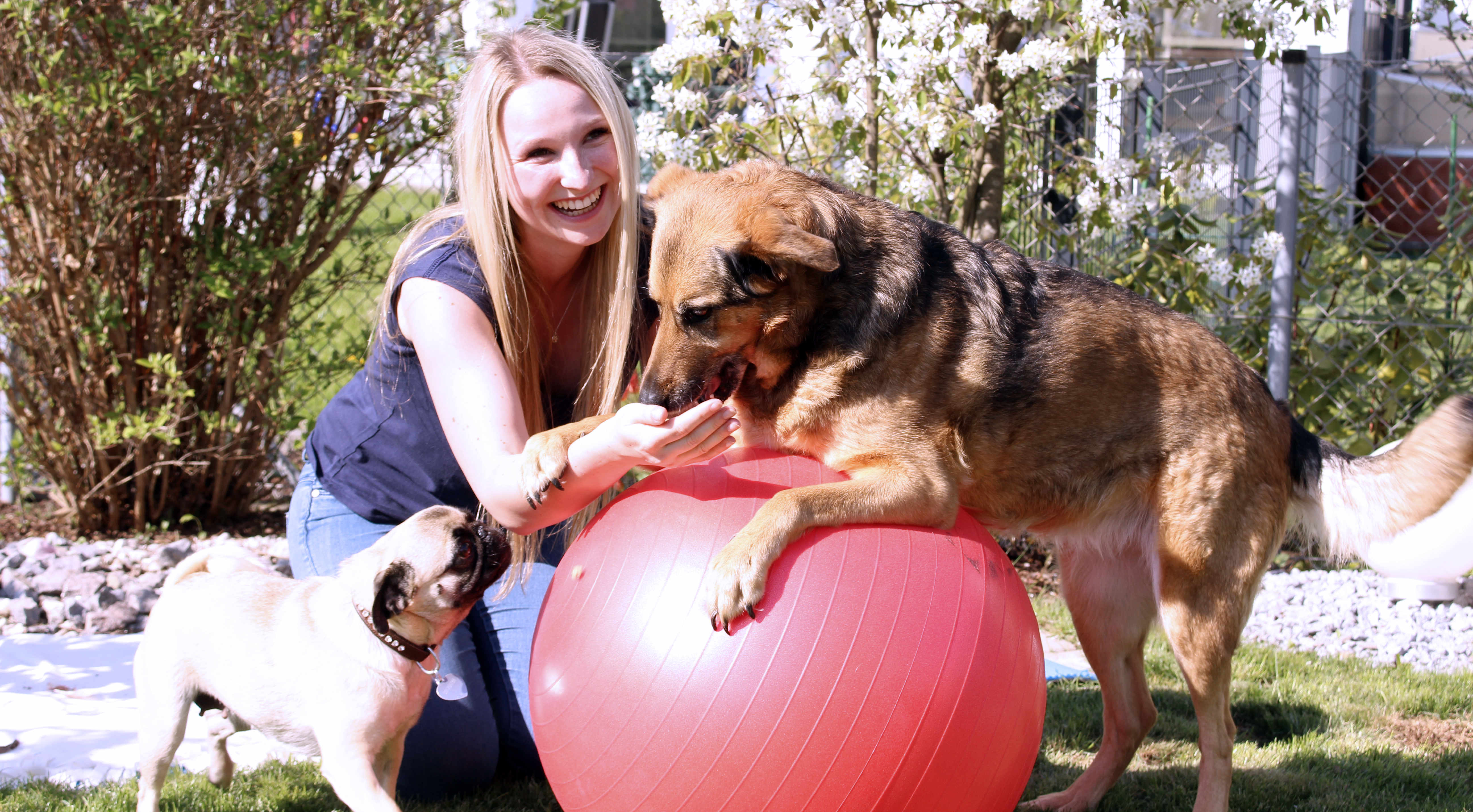 Ganzheitliche Tierphysiotherapie Hund